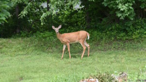 AI and machine learning in home security