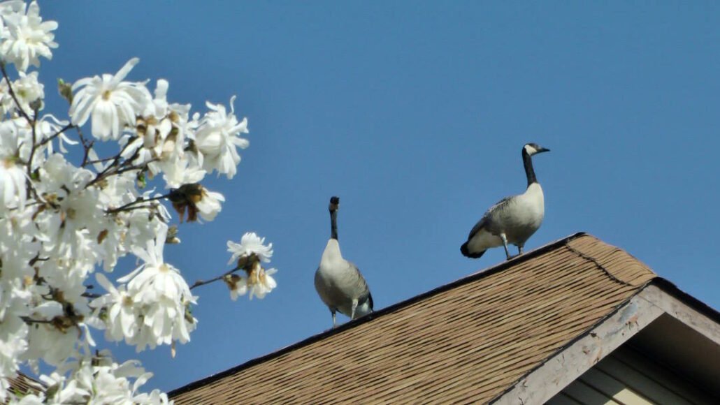 evolution of home security