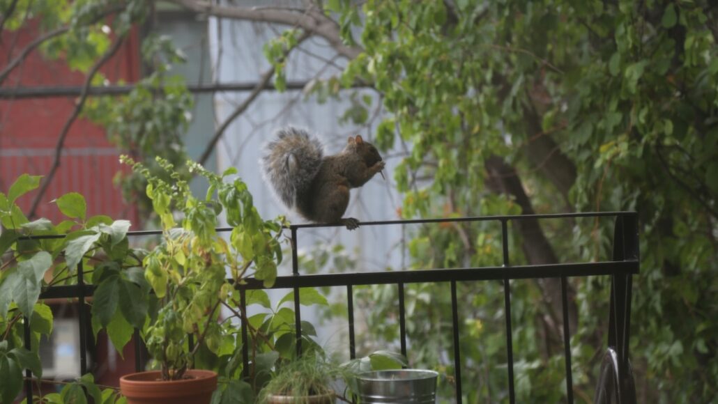 harry-spink-ArCvBg2ceiw-unsplash - AG Home Alarms Canada | Home Security Systems machine learning in home security can tell the difference between wildlife and threats