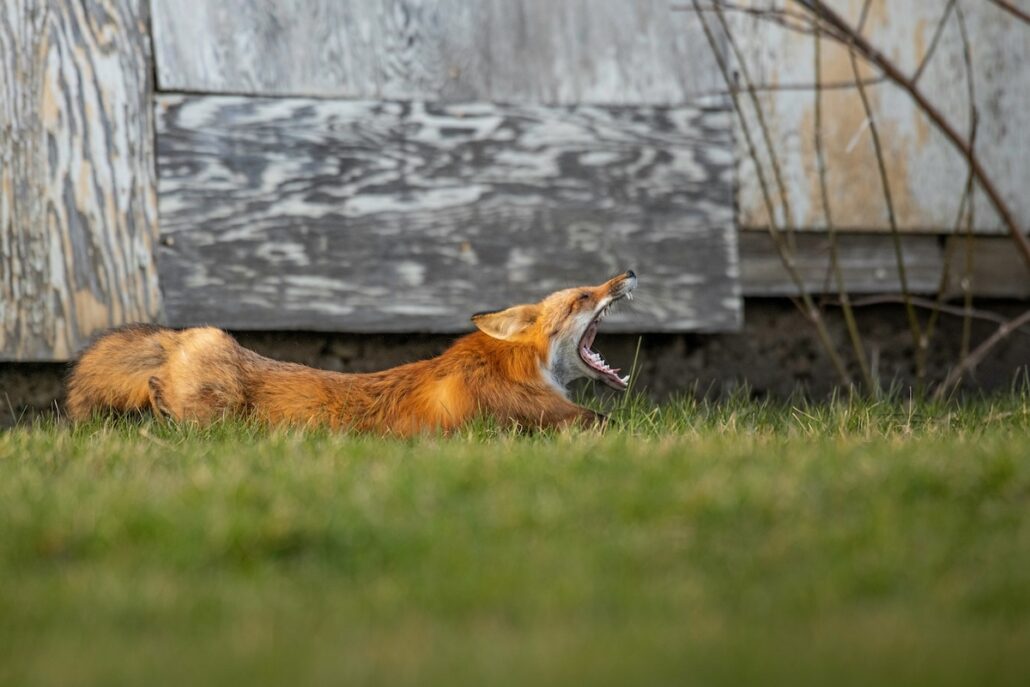 yawning fox