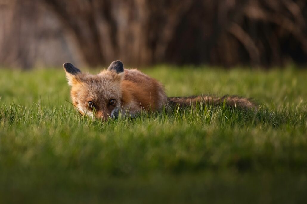 red fox in the yard